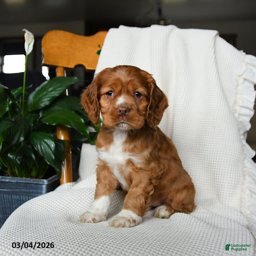 English Cocker Spaniel dogs Muffin - Ad 1