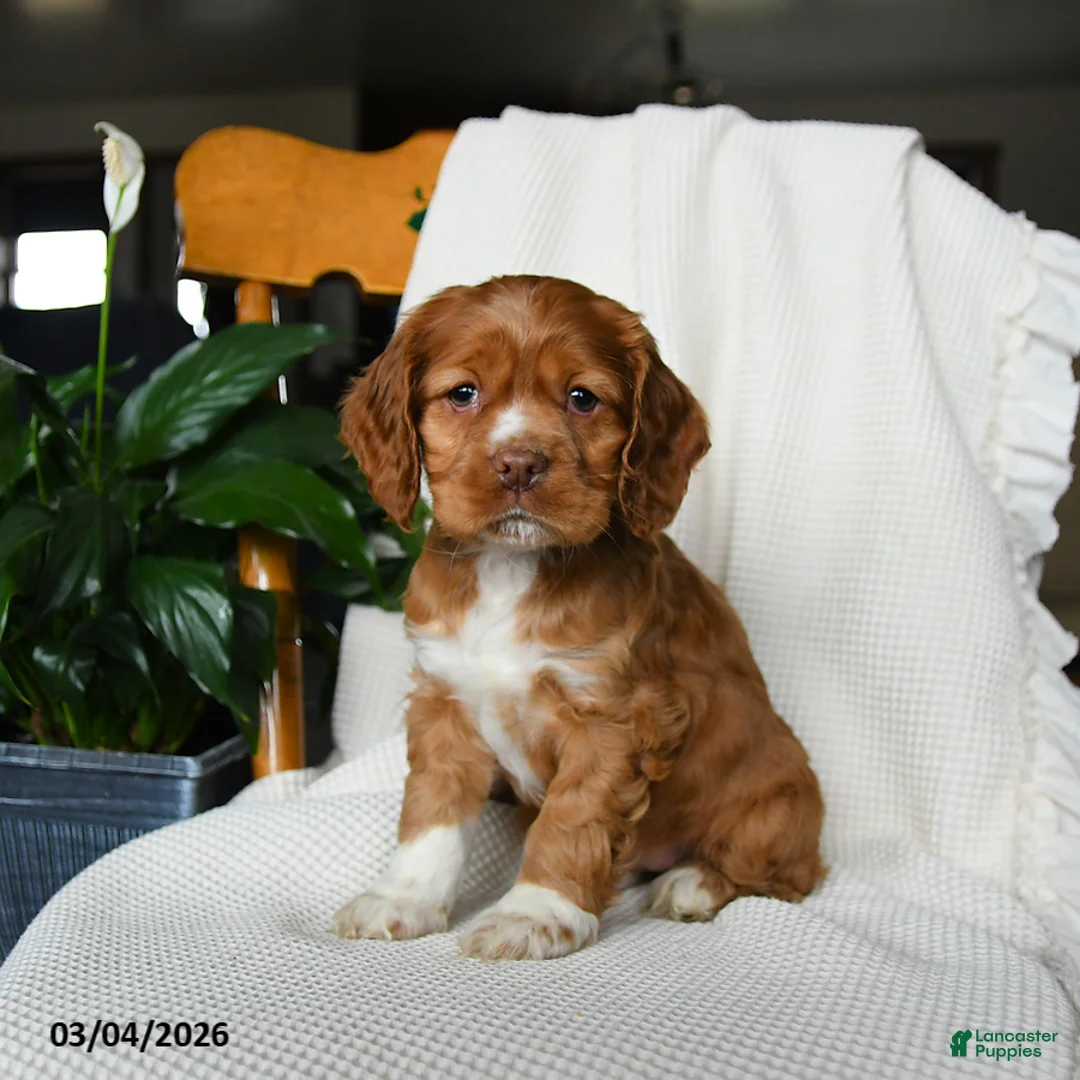 English Cocker Spaniel dogs for sale: Muffin - Ad 1