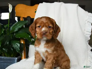 Cocker Spaniel dogs for sale: Muffin - Ad 4