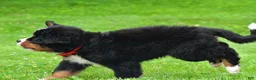 Bernese Mountain Dog dogs for sale: Nickle - Ad 7