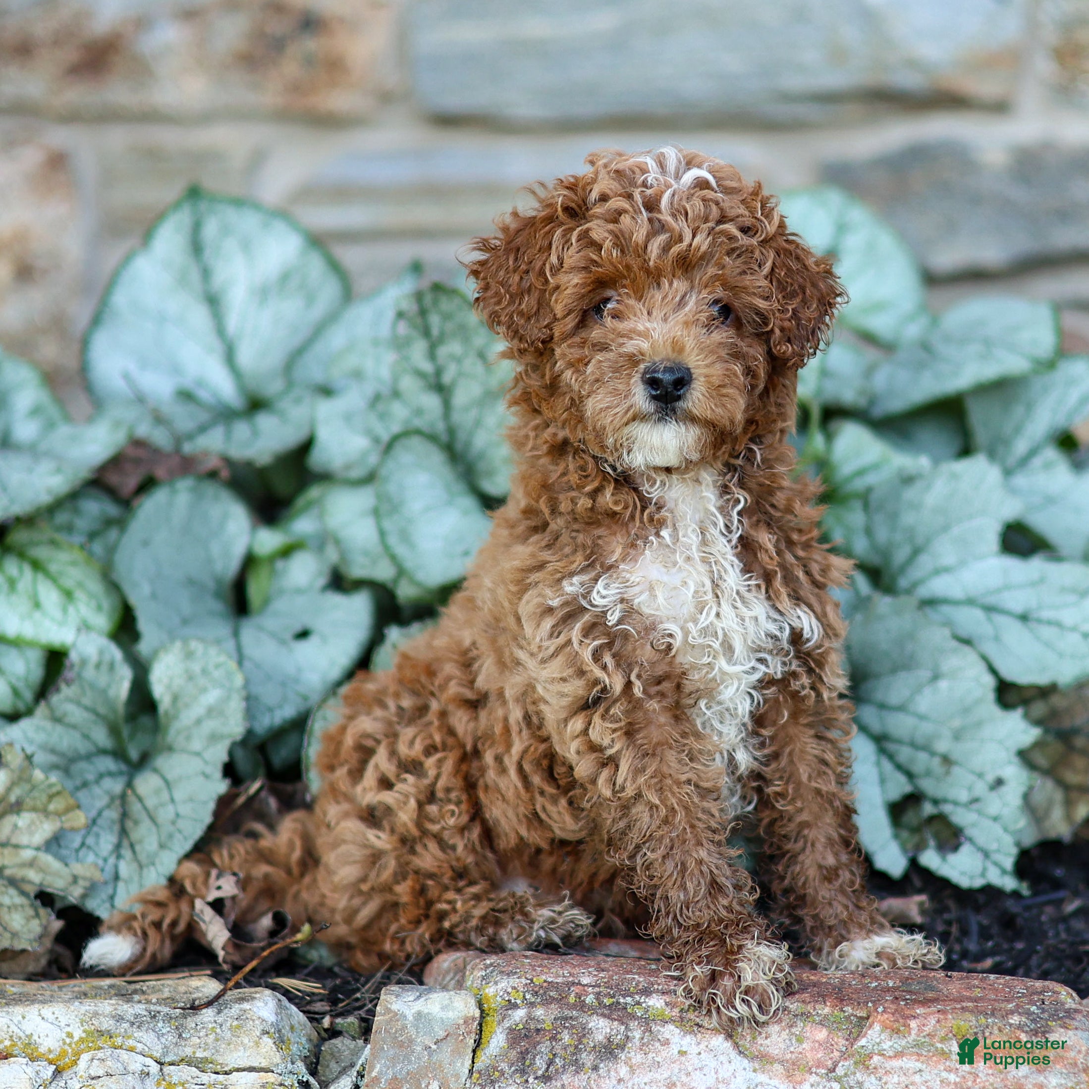 Miniature Poodle dogs for sale: Kenny - Ad 1