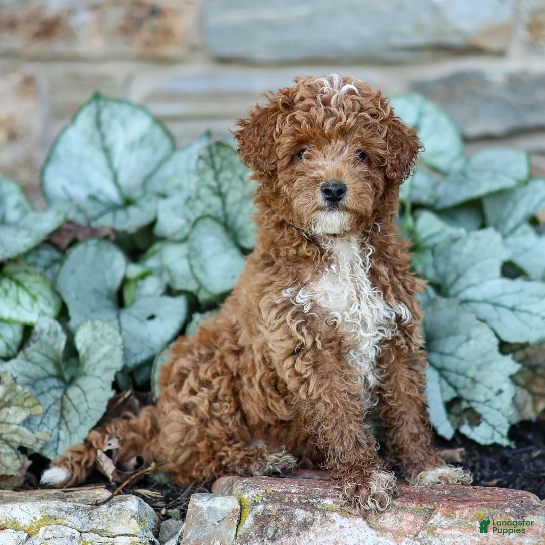 Miniature Poodle dogs for sale: Kenny - Ad 1