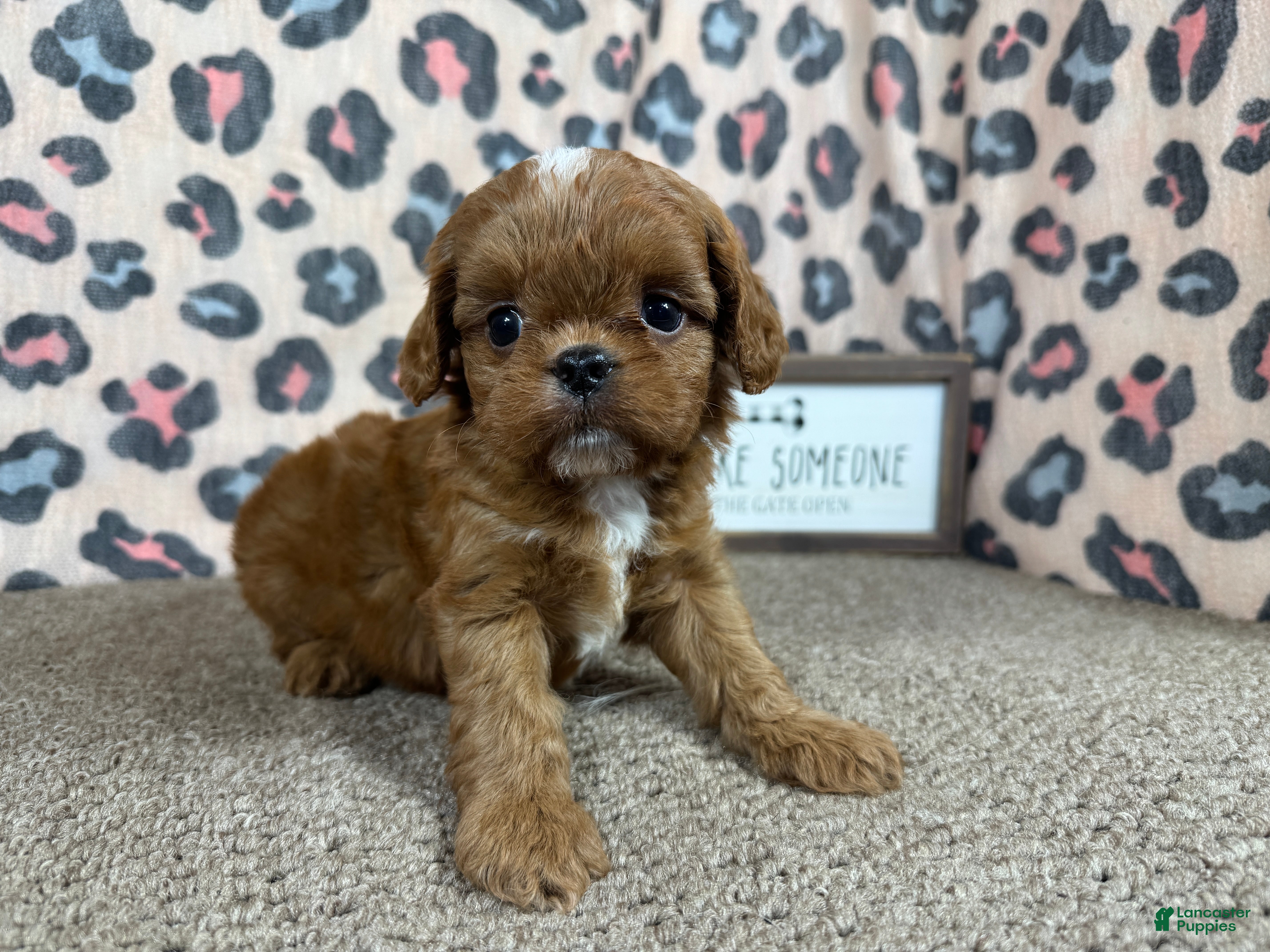 Cavapoo dogs Cavapoo 3 - Ad 16