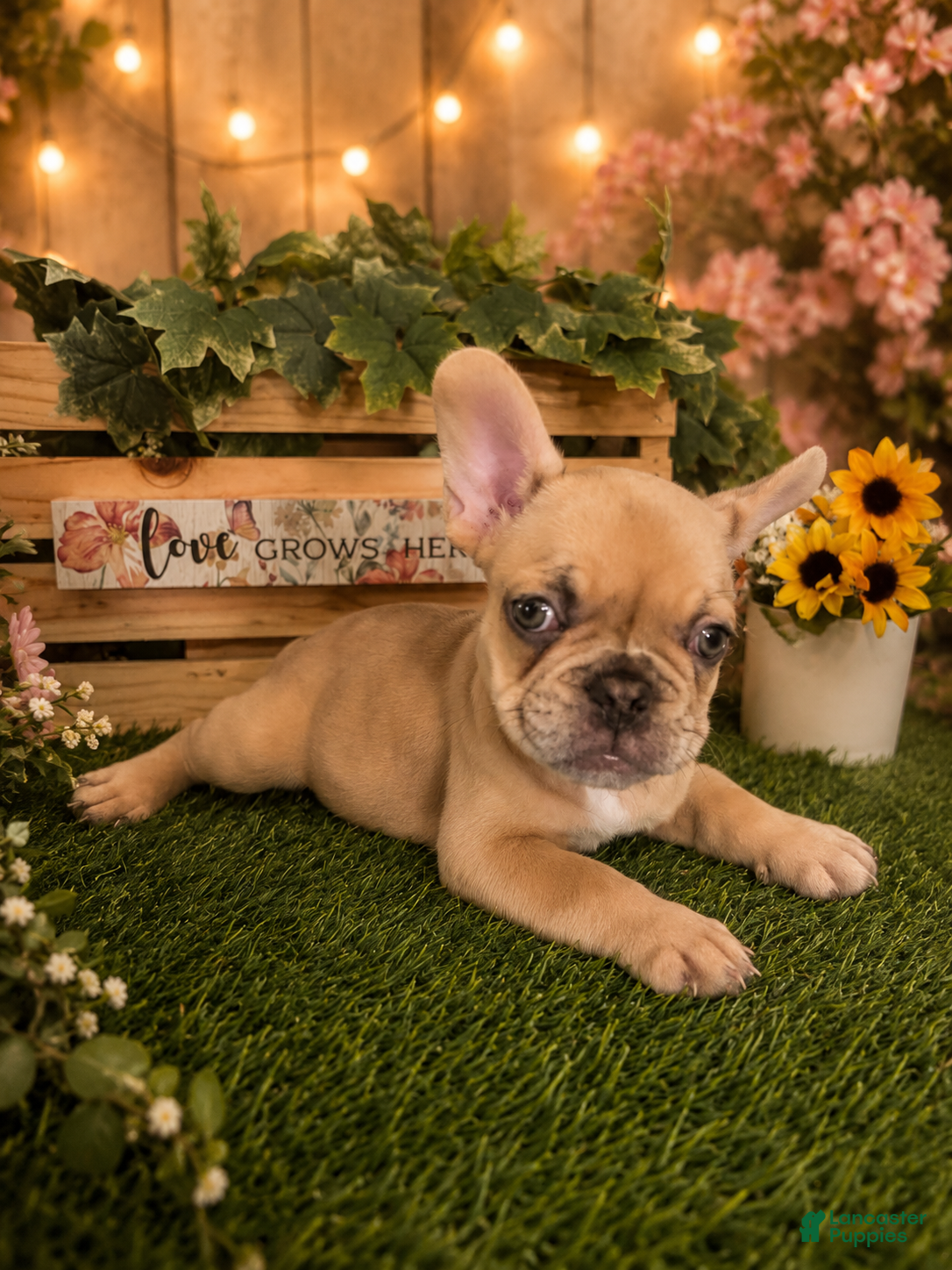 French Bulldog dogs Mellow  - Ad 20