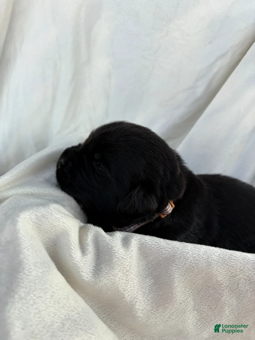 Newfoundland dogs for sale: Bear - Ad 1