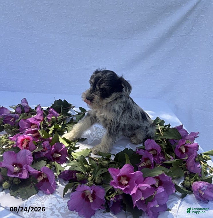 Miniature Schnauzer dogs Hudson - Ad 2
