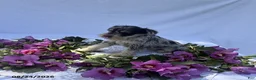 Miniature Schnauzer dogs for sale: Hudson - Ad 2