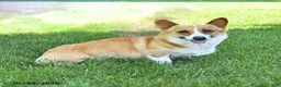 Welsh Corgi Pembroke dogs for sale: Bailey - Ad 4