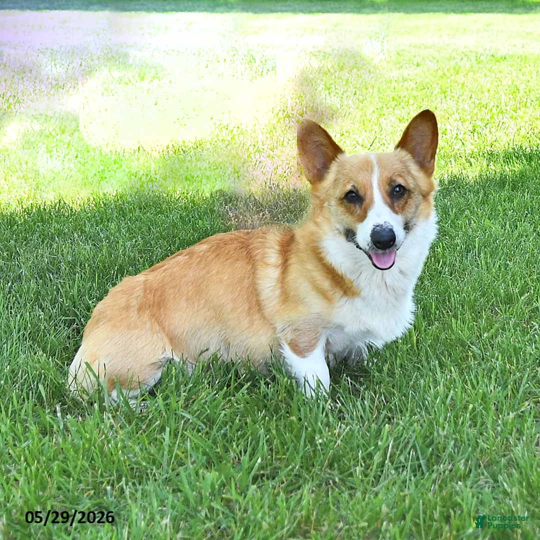 Welsh Corgi Pembroke dogs for sale: Bailey - Ad 4