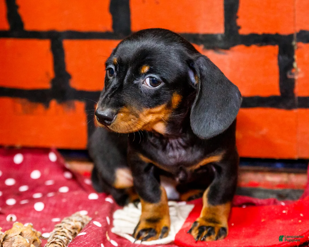 Miniature Dachshund dogs for sale: Yosef - Ad 11