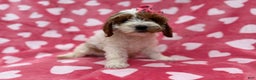 Cockapoo dogs for sale: Gumdrop  - Ad 1