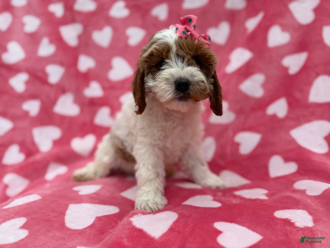 Cockapoo dogs for sale: Gumdrop  - Ad 1