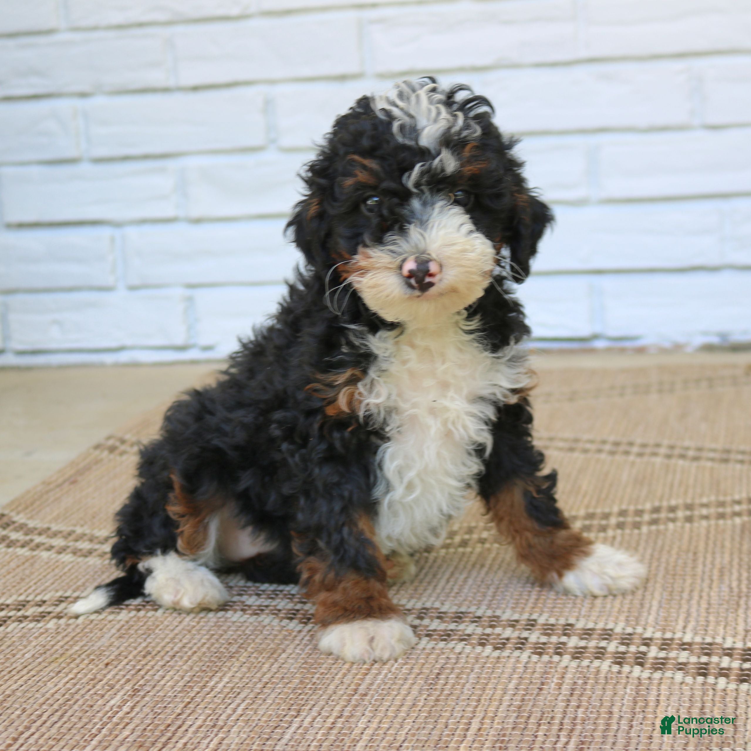 Mini Bernedoodle dogs for sale: Hannah  - Ad 1
