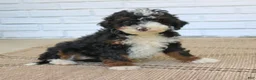 Mini Bernedoodle dogs for sale: Hannah  - Ad 1