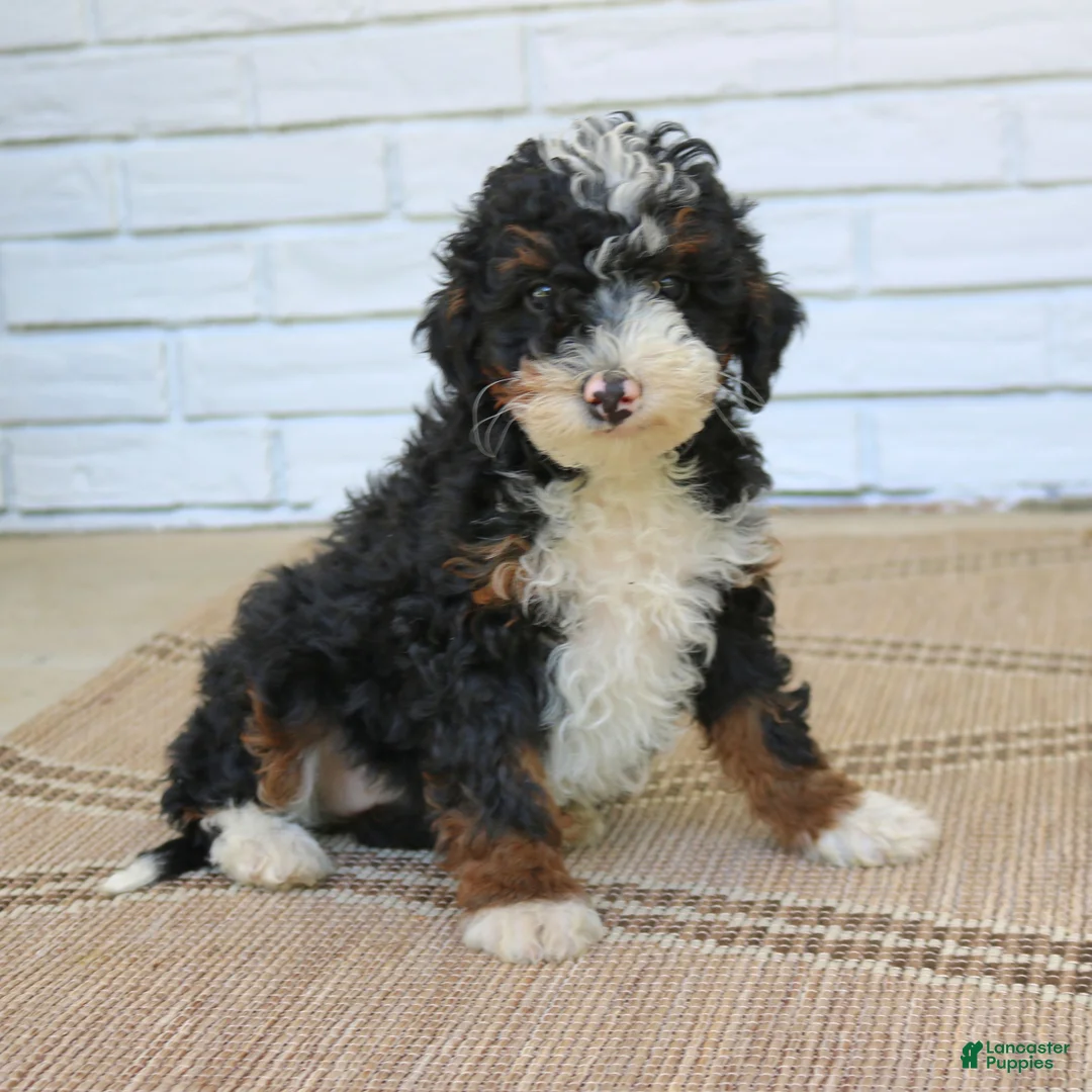 Mini Bernedoodle dogs for sale: Hannah  - Ad 1
