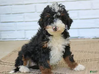 Mini Bernedoodle dogs for sale: Hannah - Ad 1