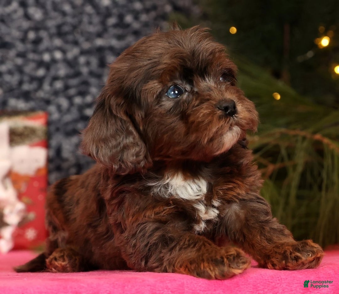 Cavapoo dogs for sale: Lincoln - Ad 7