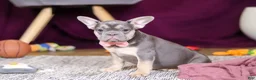 French Bulldog dogs for sale: Bethany - Ad 2