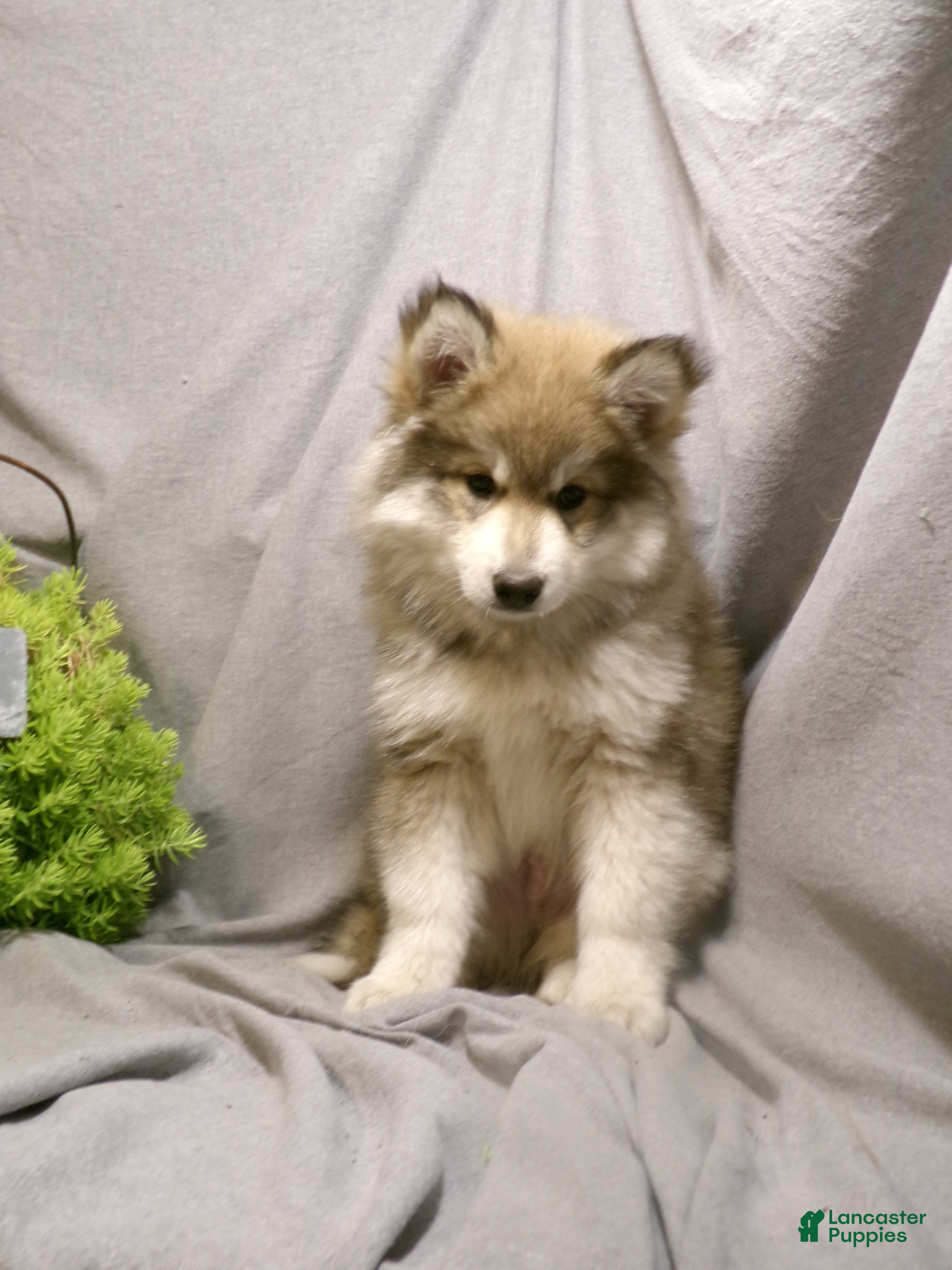 Pomsky dogs Alex - Ad 1