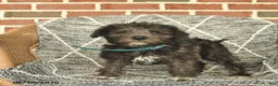 Schnoodle dogs for sale: Bella   - Ad 5