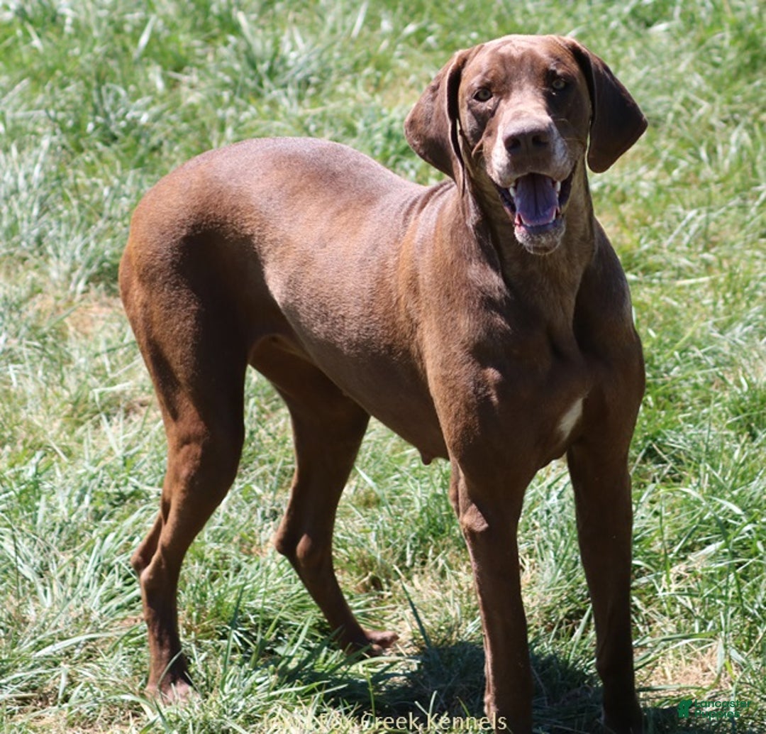 Great Dane dogs for sale: Great Dane Puppy 5 - Ad 11