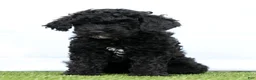 Miniature Poodle dogs for sale: Neva - Ad 3