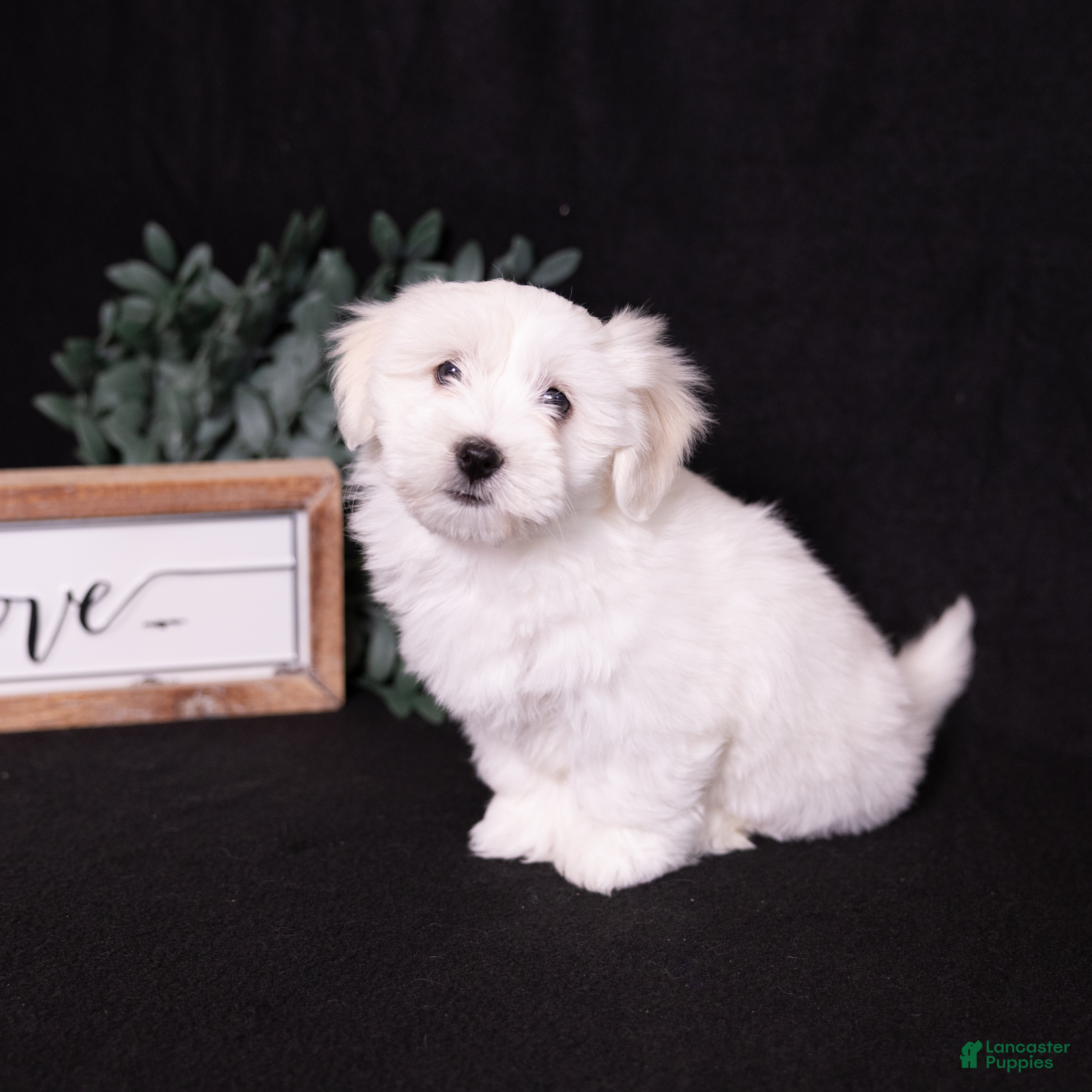 Coton De Tulear dogs Lilly - Ad 1