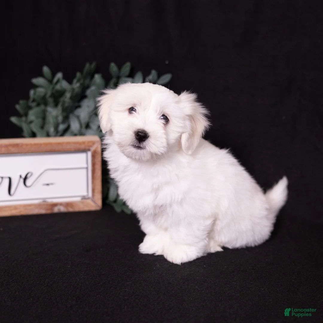 Coton De Tulear dogs for sale: Lilly - Ad 1