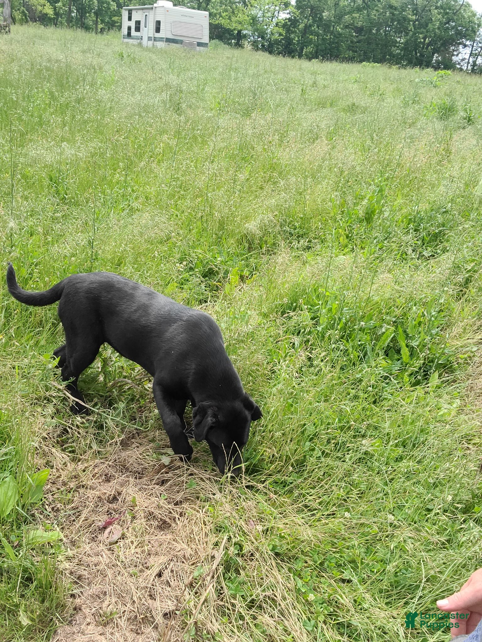 Labrador Retriever dogs Midnight - Ad 2