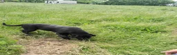 Labrador Retriever dogs for sale: Midnight - Ad 2