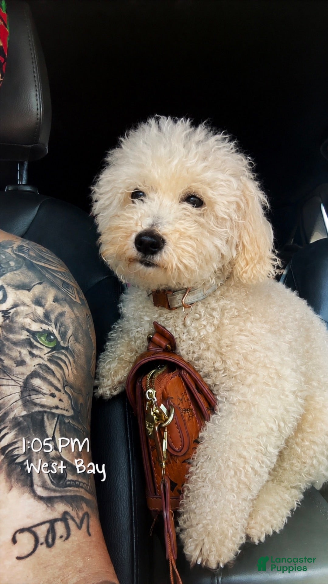 Toy Poodle dogs Chanel - Ad 20