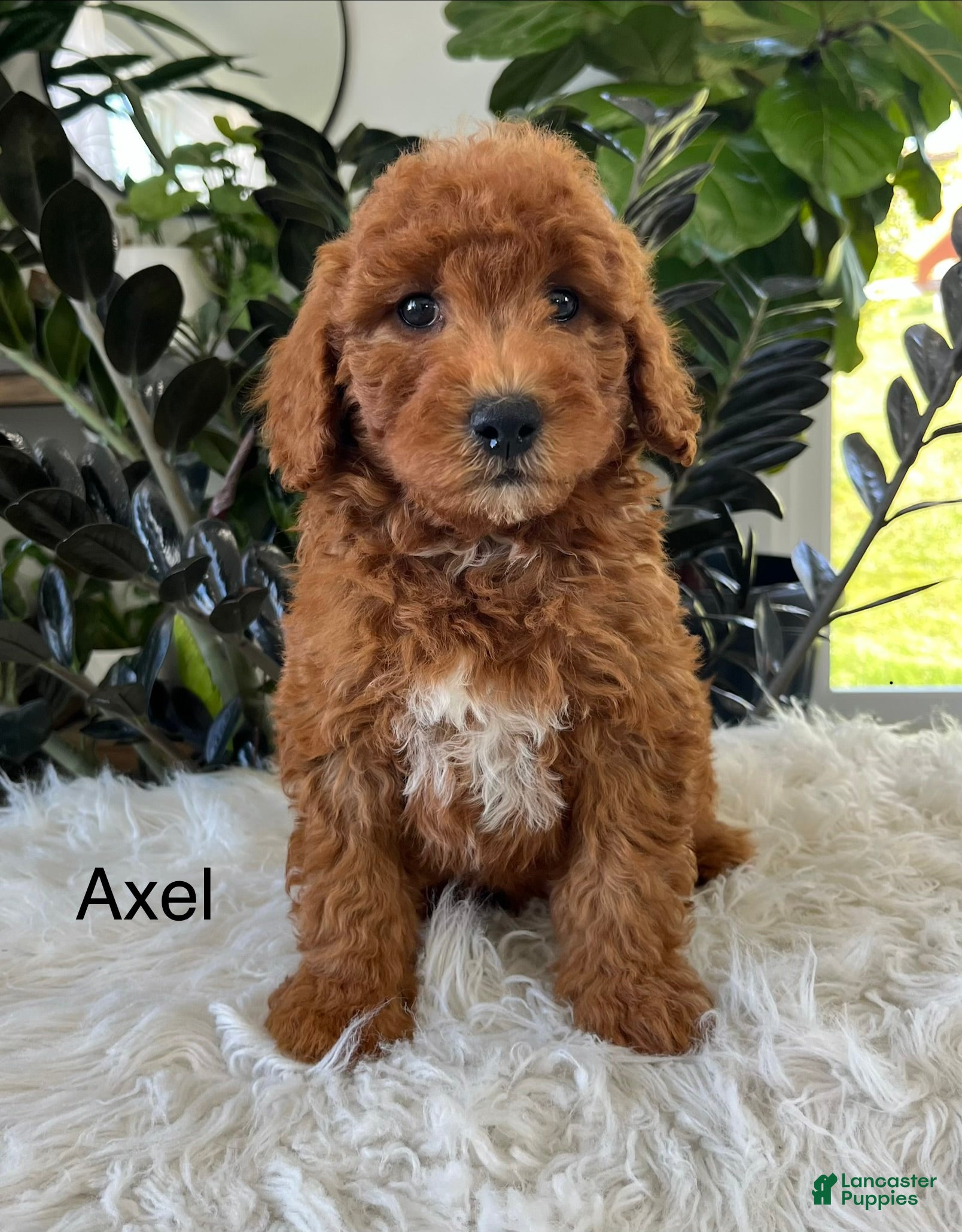 Mini Goldendoodle dogs Axel - Ad 1