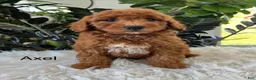 Mini Goldendoodle dogs for sale: Axel - Ad 1