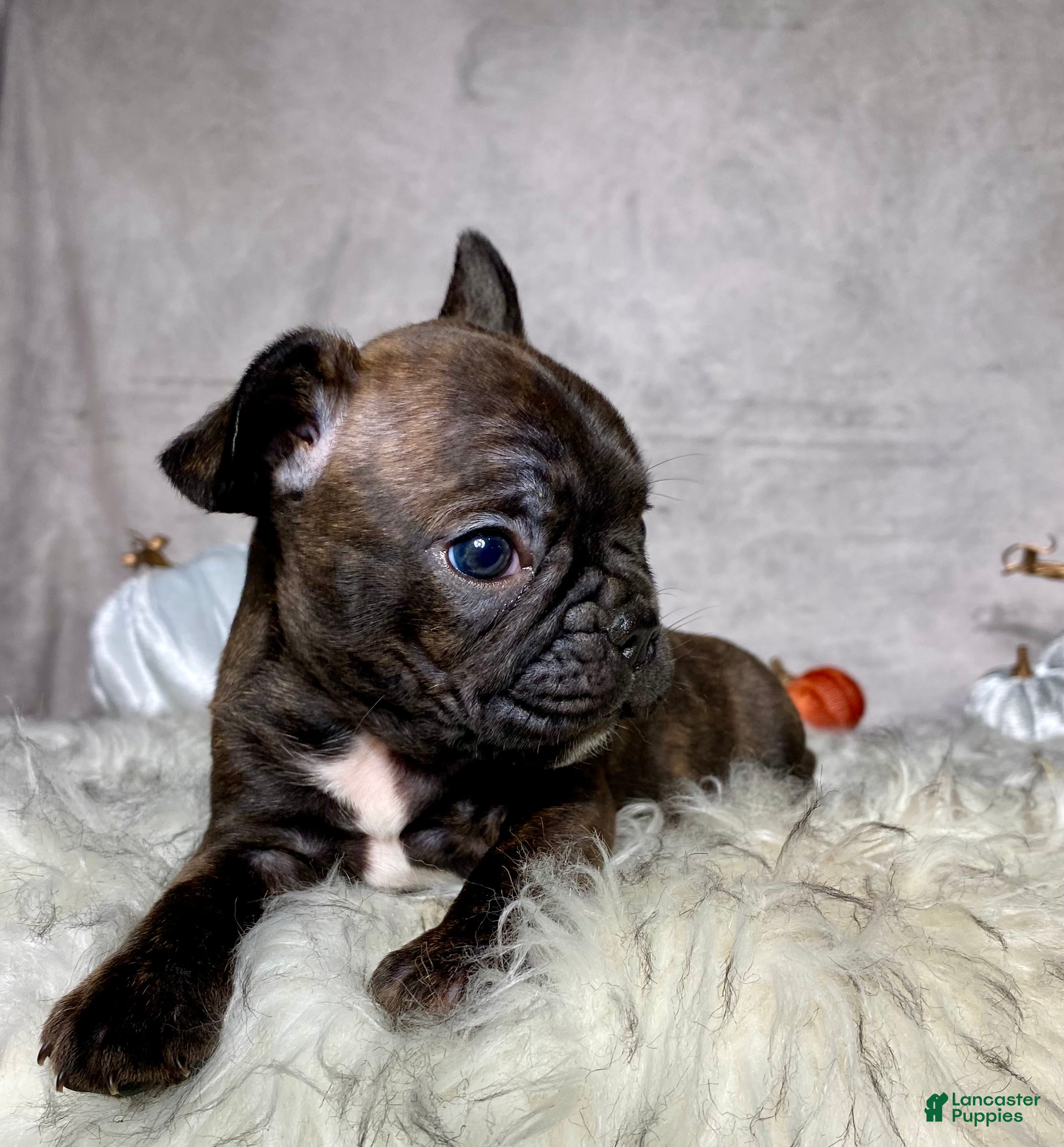 Mixed Breed dogs for sale: Mr. Bruce - Ad 2
