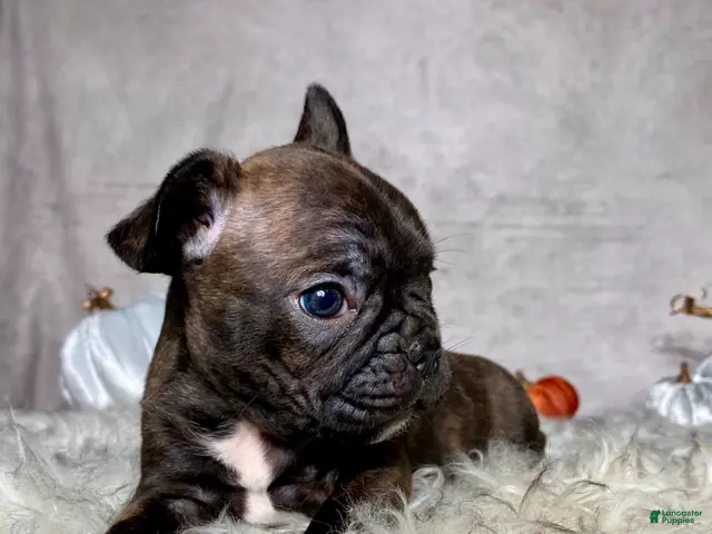 Mixed Breed dogs for sale: Mr. Bruce - Ad 2
