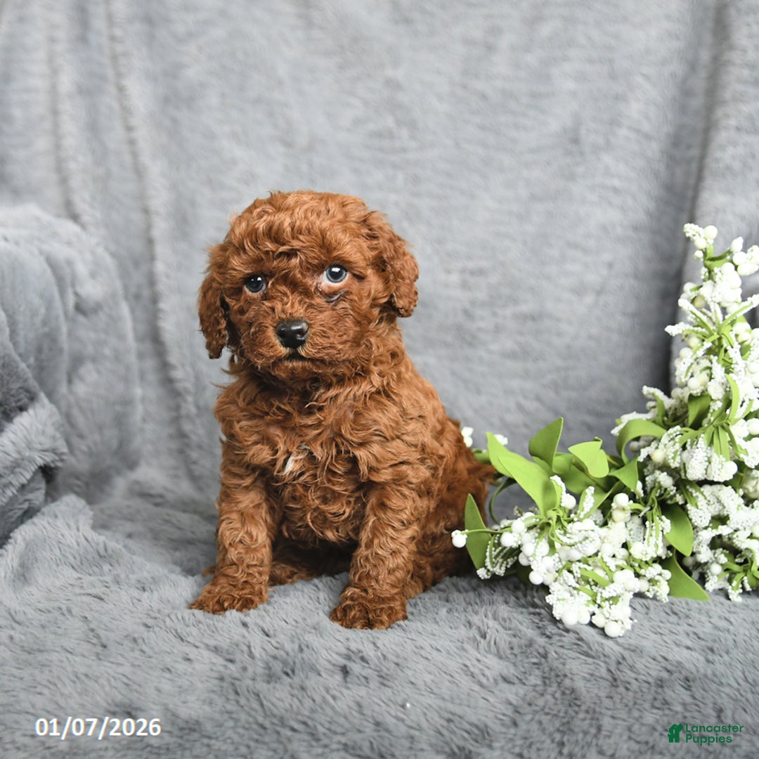 Mini Goldendoodle dogs for sale: Peanut  - Ad 1