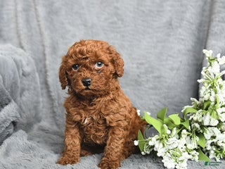 Mini Goldendoodle dogs Peanut - Ad 30