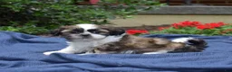 Shih Tzu dogs for sale: Zucchini - Ad 4