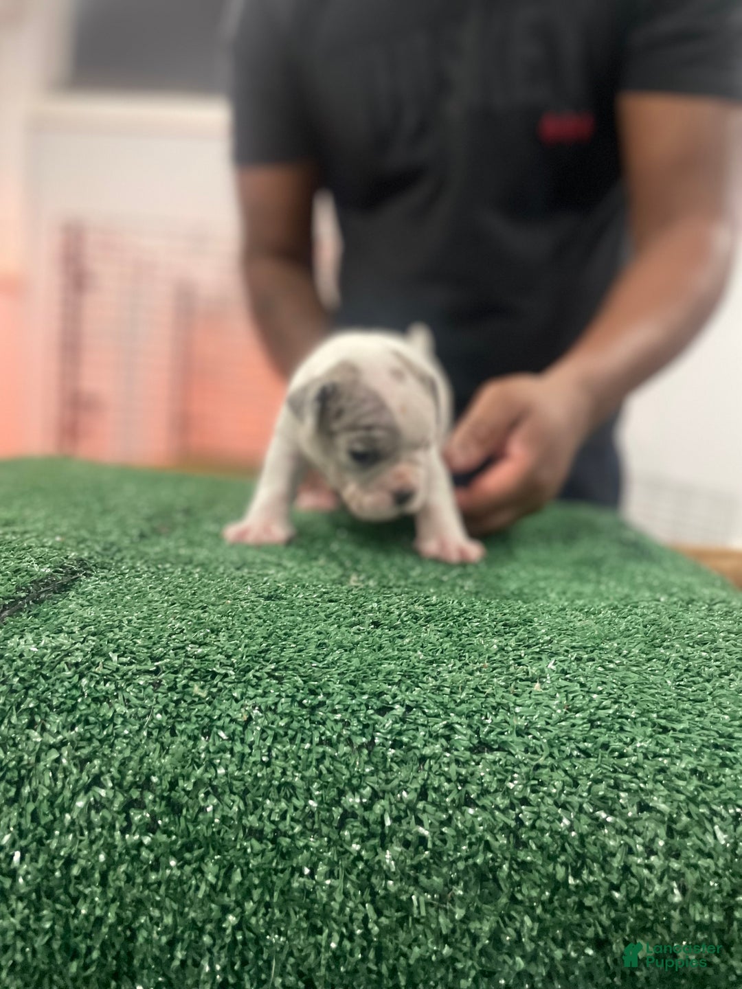 American Bully dogs for sale: American Bully Puppy 6 - Ad 27