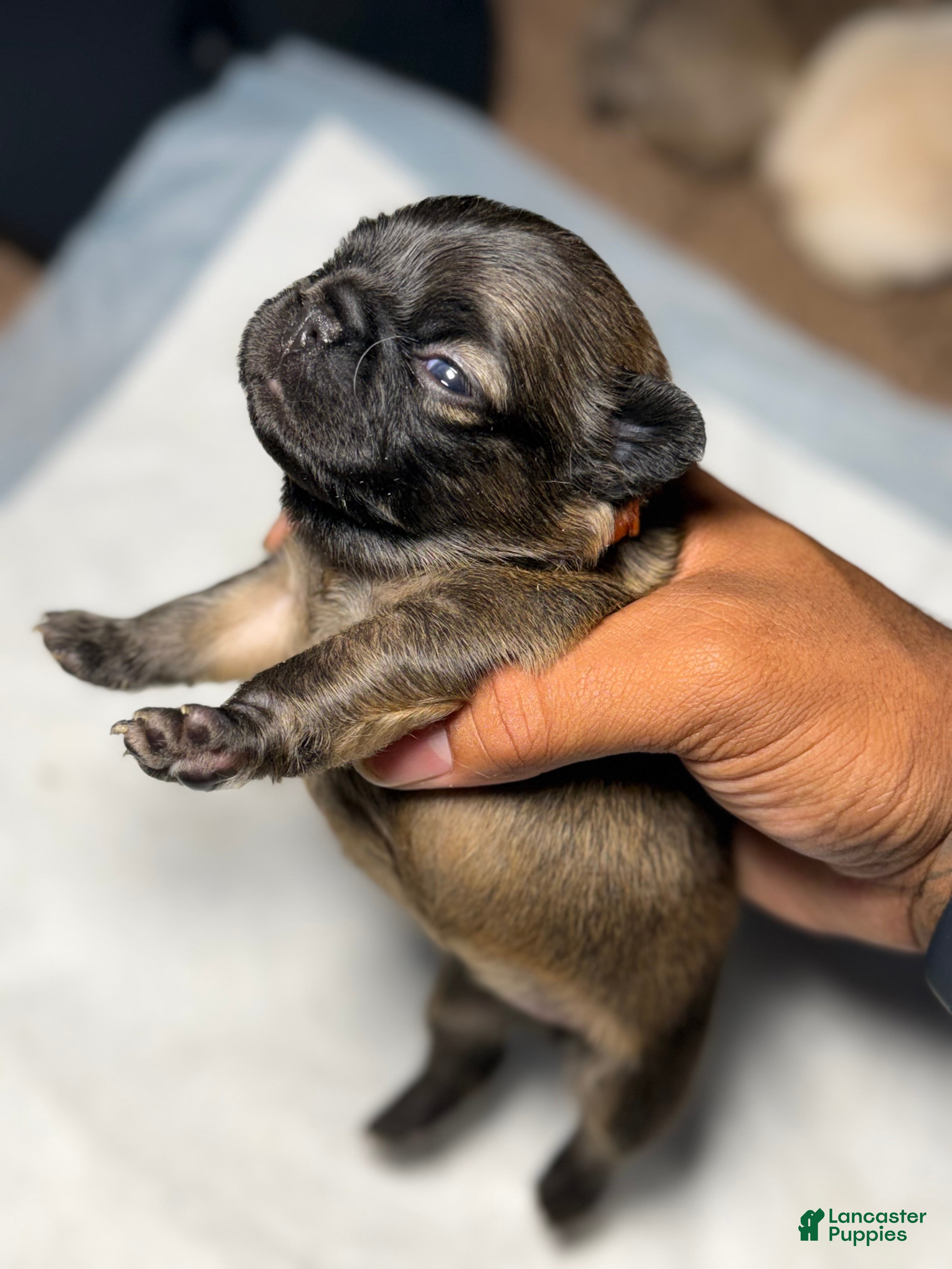 French Bulldog dogs Foxy - Ad 1