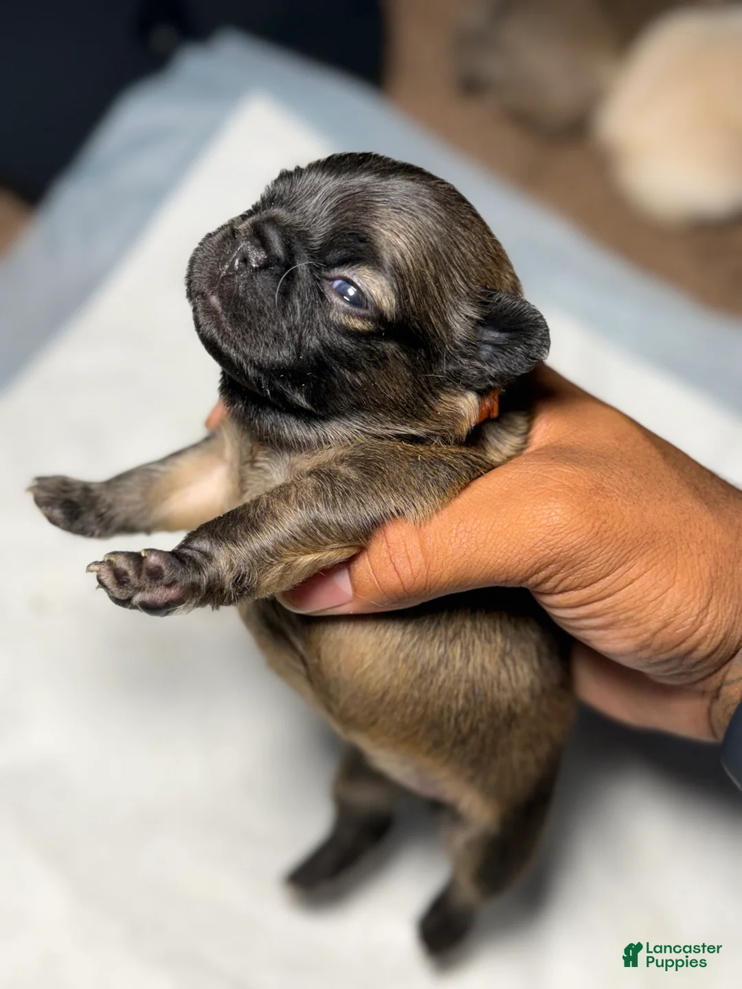 French Bulldog dogs for sale: Foxy - Ad 1