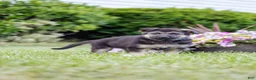 German Shepherd dogs for sale: Duke - Ad 3