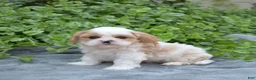 Mixed Breed dogs for sale: Timber - Ad 10