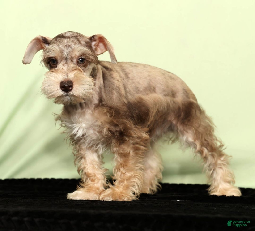 Miniature Schnauzer dogs for sale: Hunter - Ad 4