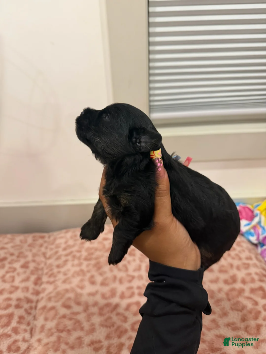 Yorkshire Terrier dogs for sale: Puppy3 Male  - Ad 2