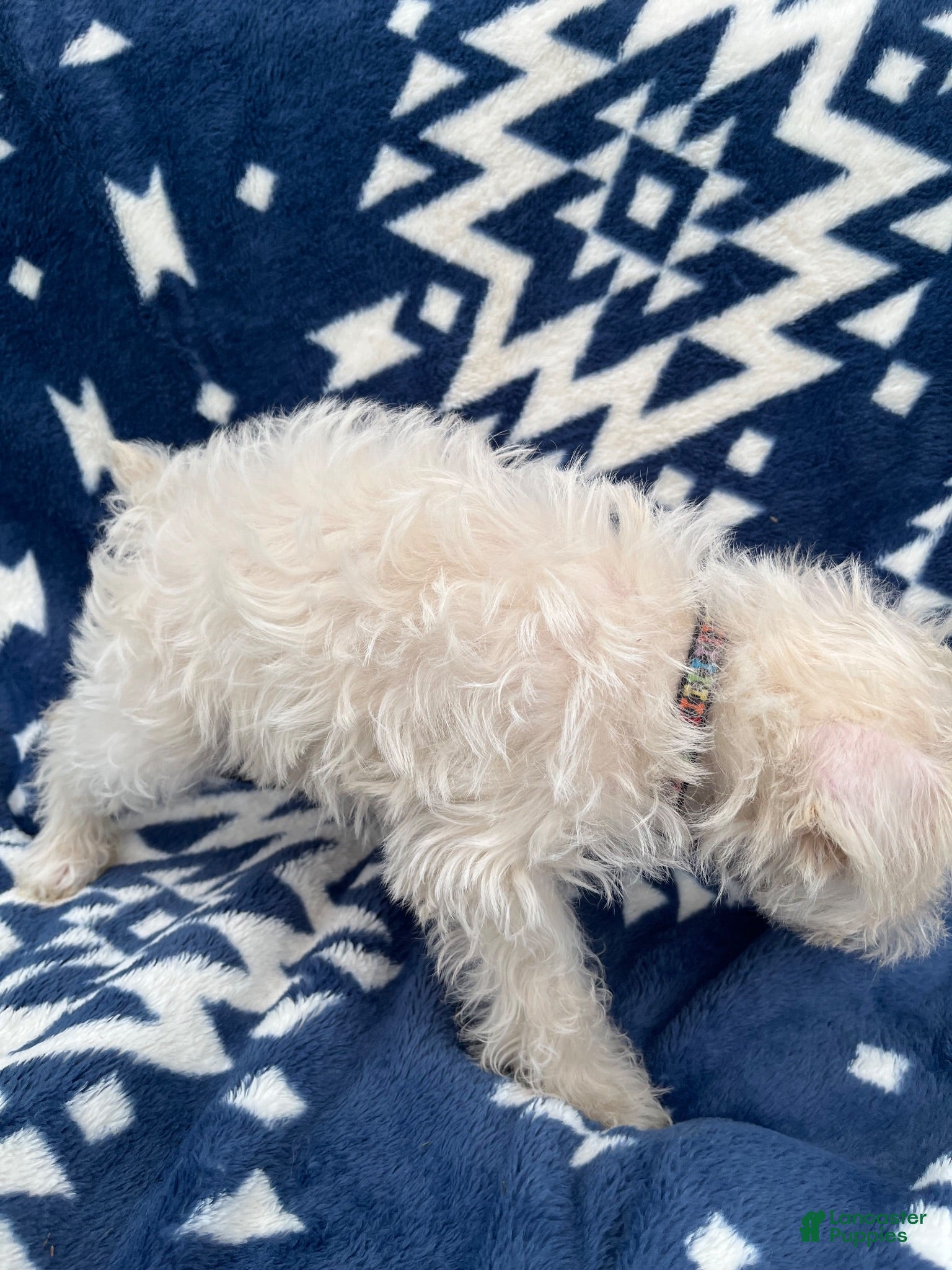 Miniature Schnauzer dogs AKC Chewie - Ad 2