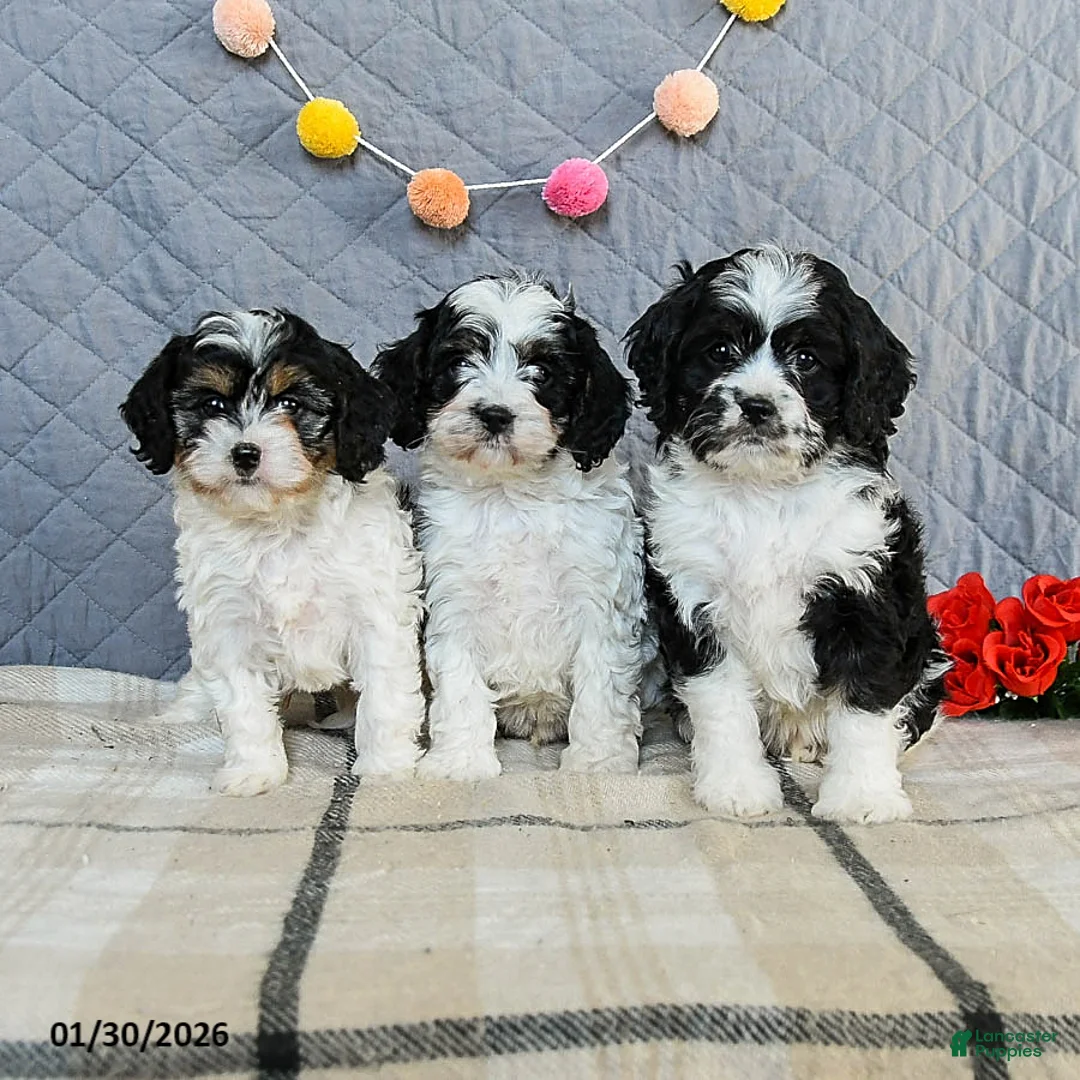 Cavapoo dogs for sale: Cookie - Ad 3