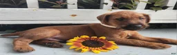 Irish Terrier dogs for sale: Rex - Ad 4