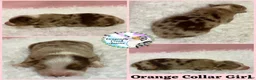 Australian Shepherd dogs for sale: Butterfly - Ad 6