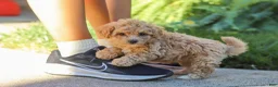 Maltipoo dogs for sale: Posie - Ad 10